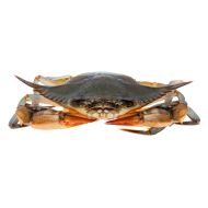 Crab