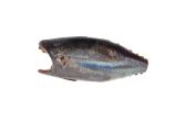 Whole Wild Albacore Tuna