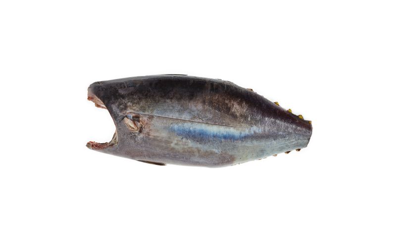 Whole Wild Albacore Tuna