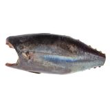 Whole Wild Albacore Tuna