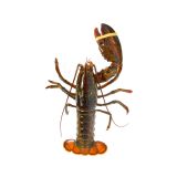 Live Wild Cull Lobsters