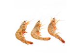 Head On Farmed U5 Shrimp