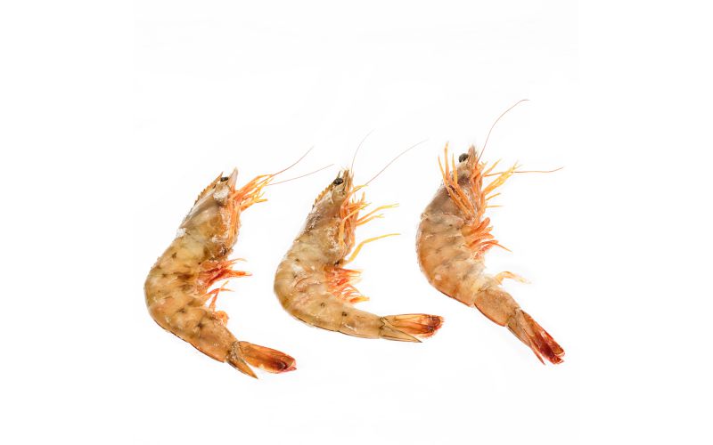 Head On Farmed U5 Shrimp