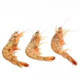 Head On Farmed U5 Shrimp