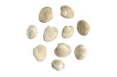 Farmed Topneck Clams