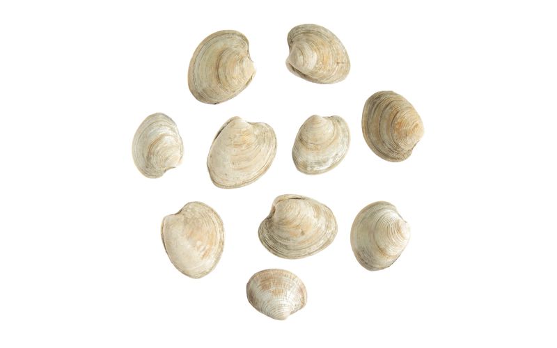 Farmed Topneck Clams