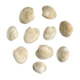 Farmed Topneck Clams