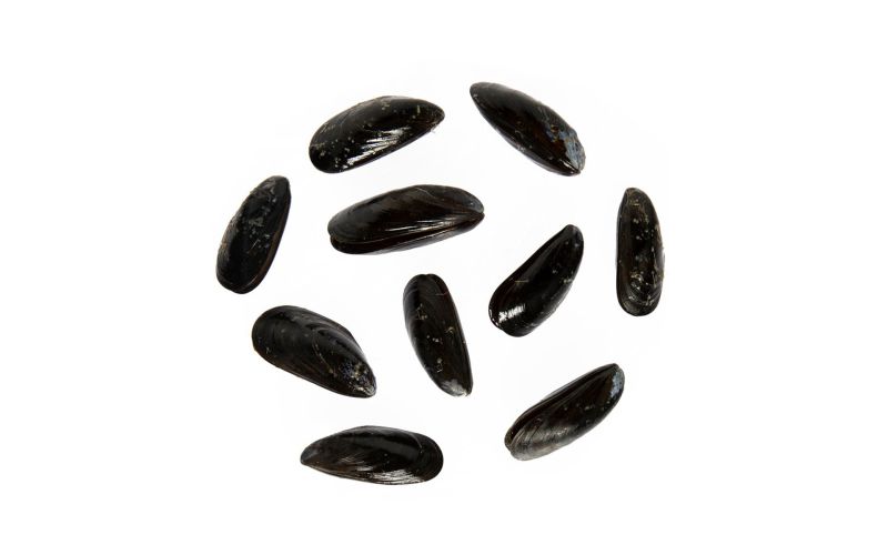Farmed Blue Hill Bay Bouchot Mussels