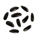 Farmed Blue Hill Bay Bouchot Mussels