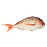 Scale & Gut Wild Madai Snapper