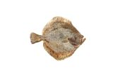 Whole Farmed Spanish Turbot