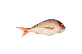 Whole Wild Madai Snapper