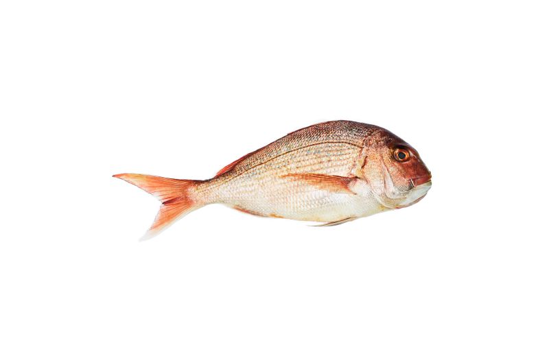 Whole Wild Madai Snapper