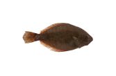 Scale & Gut Wild Long Island Fluke