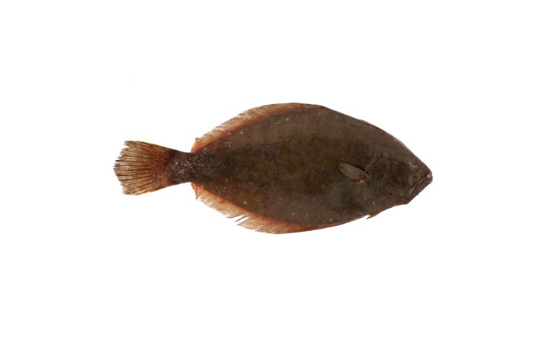 Scale & Gut Wild Long Island Fluke