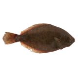 Scale & Gut Wild Long Island Fluke