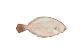 Scale & Gut Wild Long Island Fluke