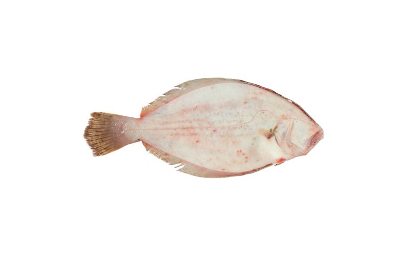 Scale & Gut Wild Long Island Fluke