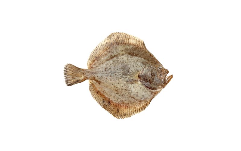 Whole Farmed Spanish Turbot