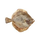 Whole Farmed Spanish Turbot
