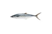 Scale & Gut Wild Spanish Mackerel