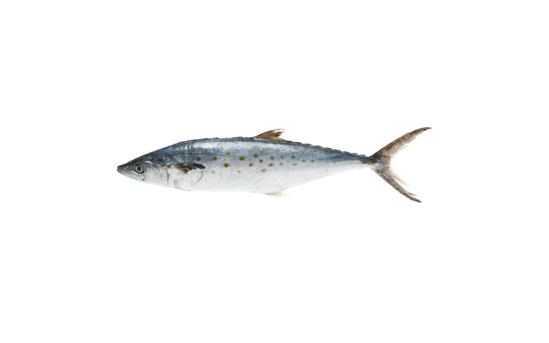Scale & Gut Wild Spanish Mackerel