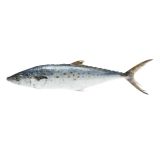 Scale & Gut Wild Spanish Mackerel