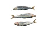 Greek Sardines