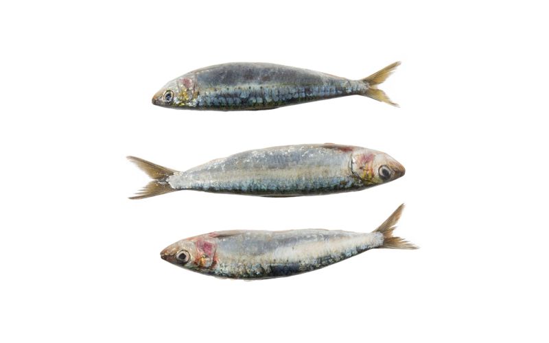 Greek Sardines