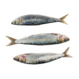 Greek Sardines