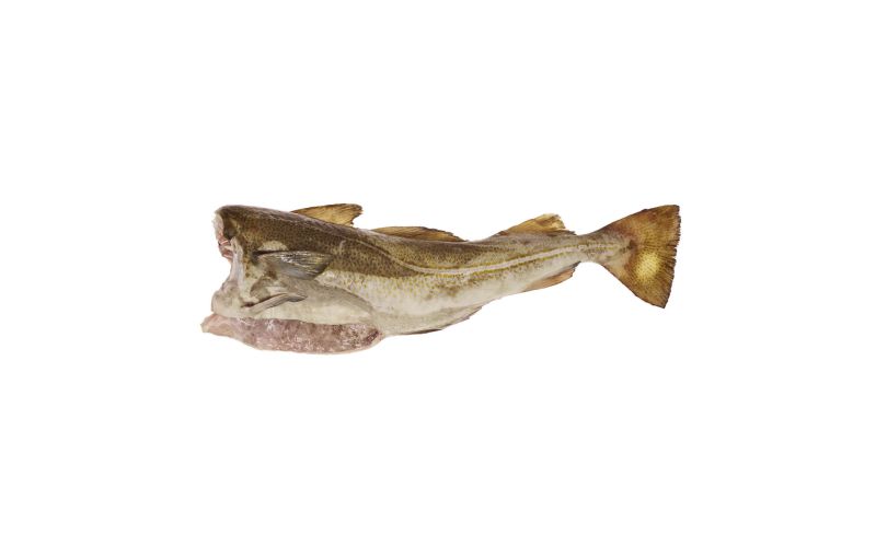 Whole Wild Atlantic Cod