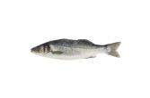 Whole Farmed Loup De Mer Branzino