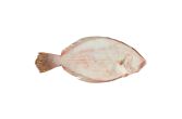 Whole Wild Long Island Fluke