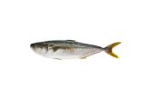 Whole Farmed Yellowtail Kingfish Hiramasa