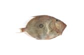 Whole Wild John Dory