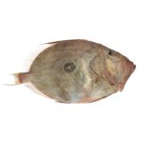 Whole Wild John Dory