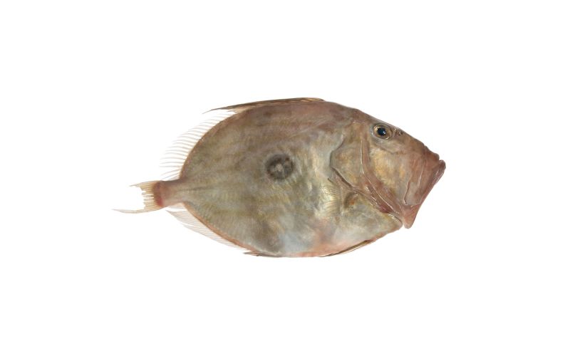 Whole Wild John Dory