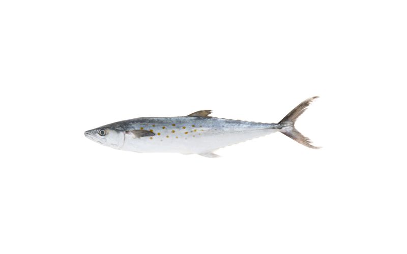 Whole Wild Spanish Mackerel