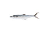 Whole Wild Spanish Mackerel