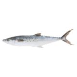 Whole Wild Spanish Mackerel