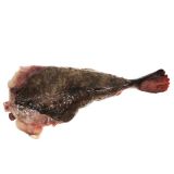 Whole Wild Long Island Monkfish