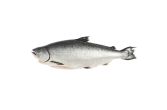 Whole Farmed Ora King Salmon