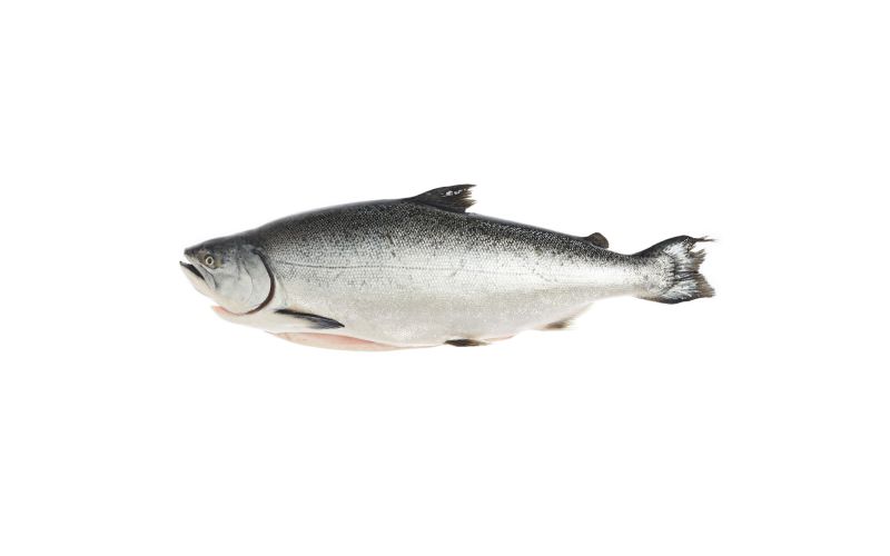 Whole Farmed Ora King Salmon