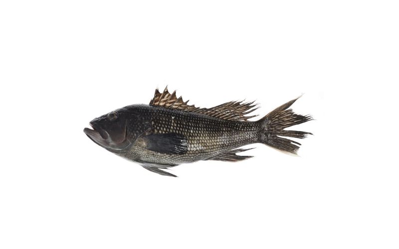 Whole Wild Black Sea Bass