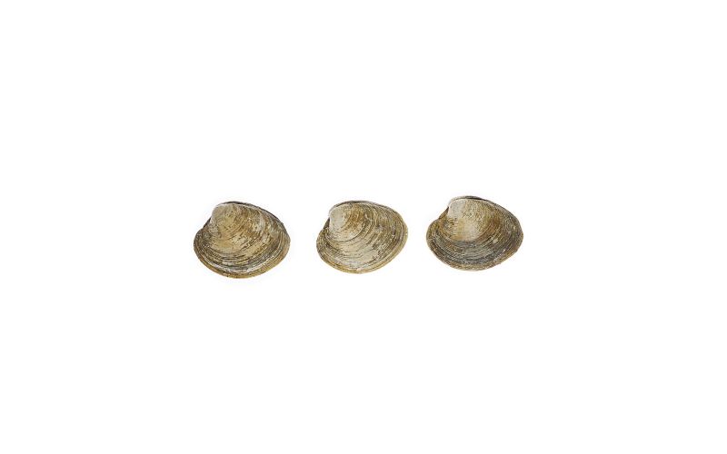 Farmed Littleneck Clams