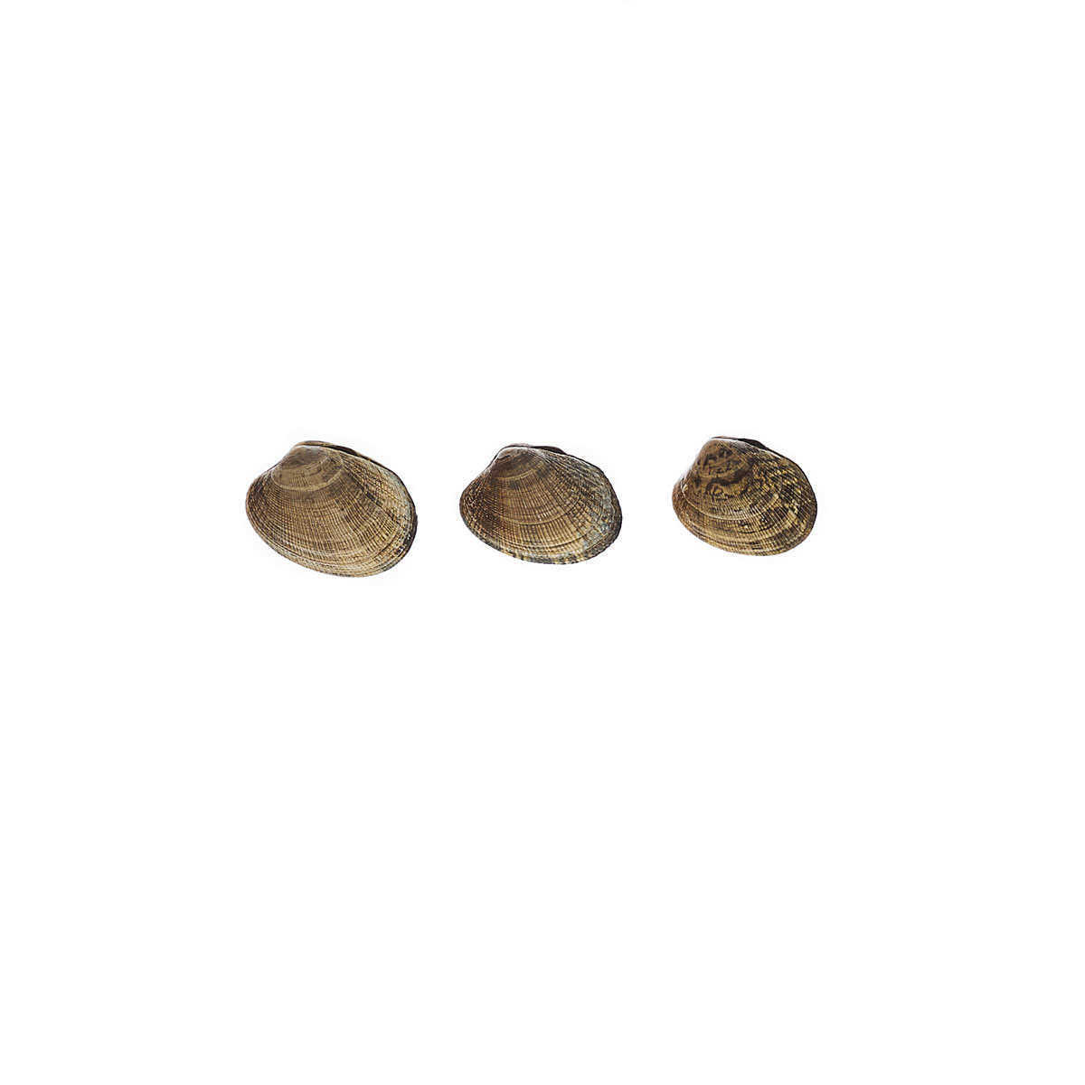 Farmed Manilla Clams | Manilla Clams | Pierless Fish