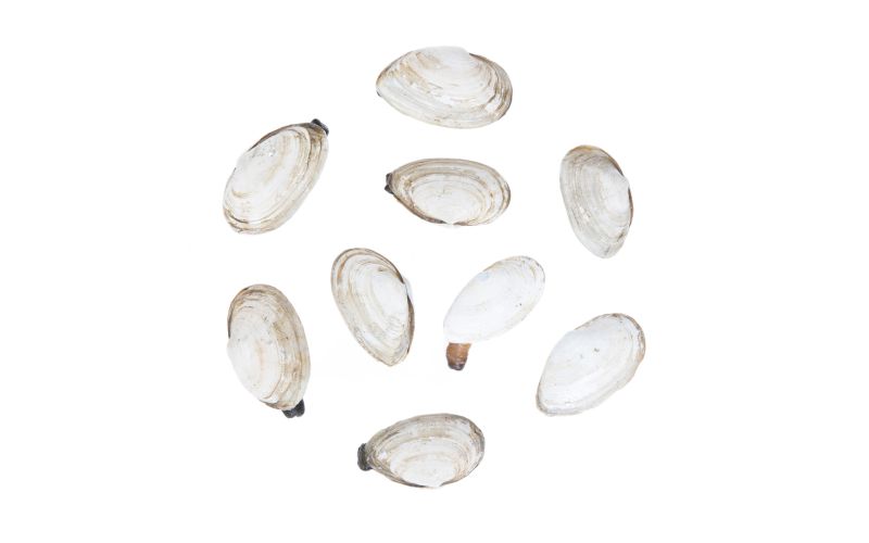 Farmed Steamer Clams