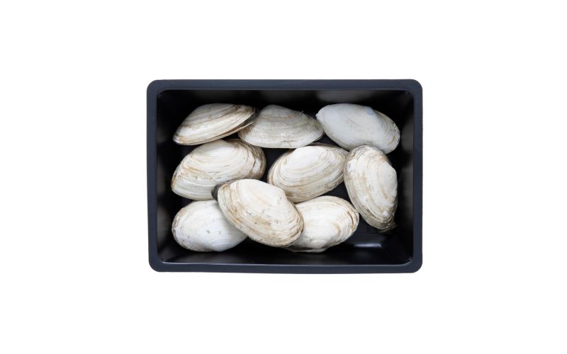 Farmed Steamer Clams