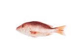 Whole Wild Red Snapper