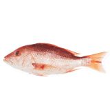 Whole Wild Red Snapper